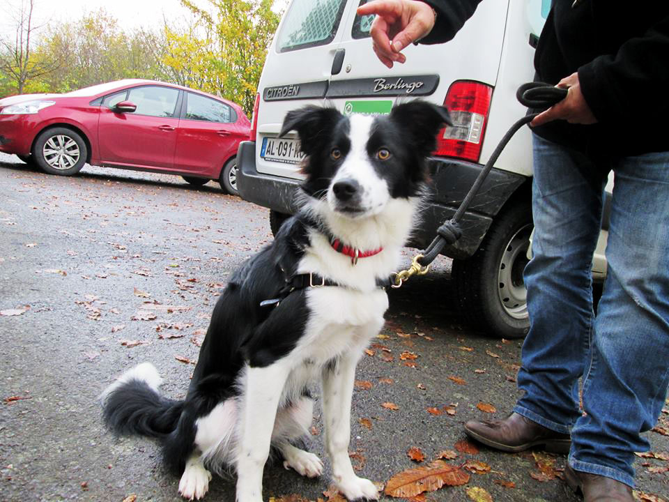 éducation canine