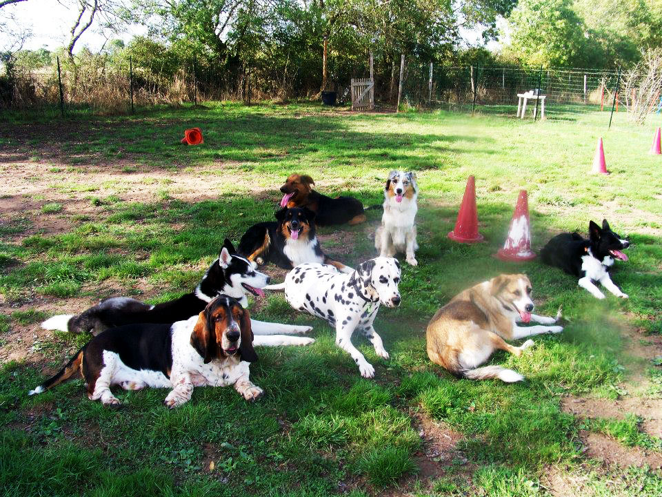 éducation canine