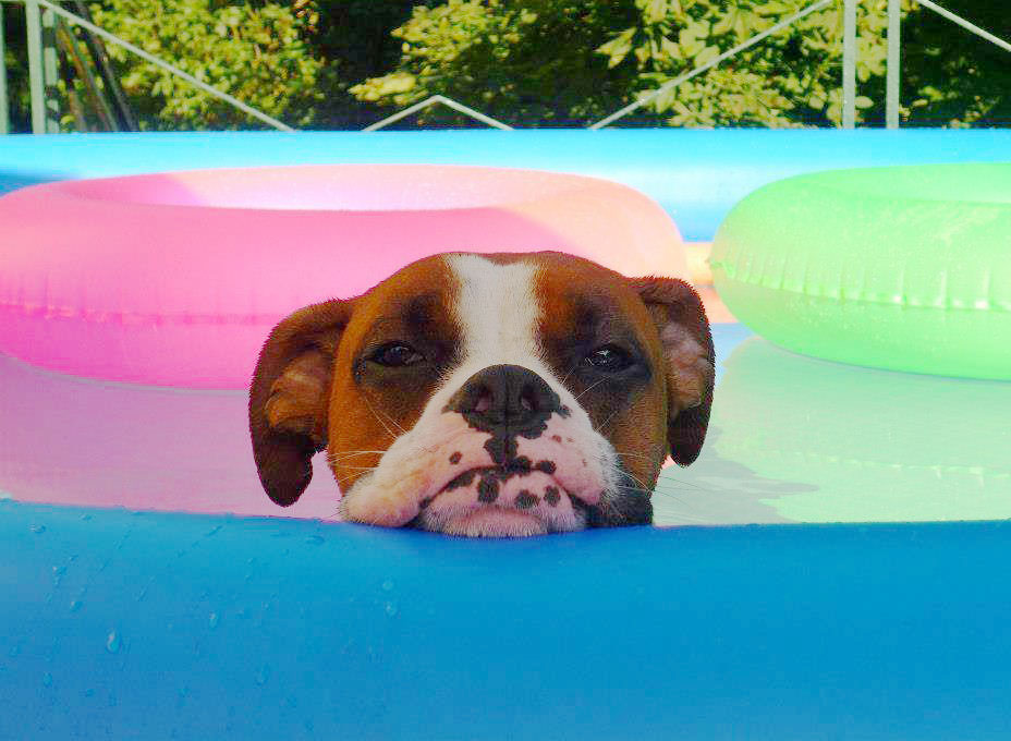 éducation canine