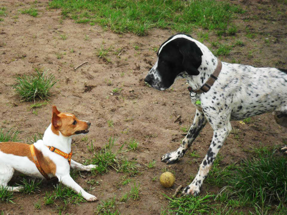 éducation canine