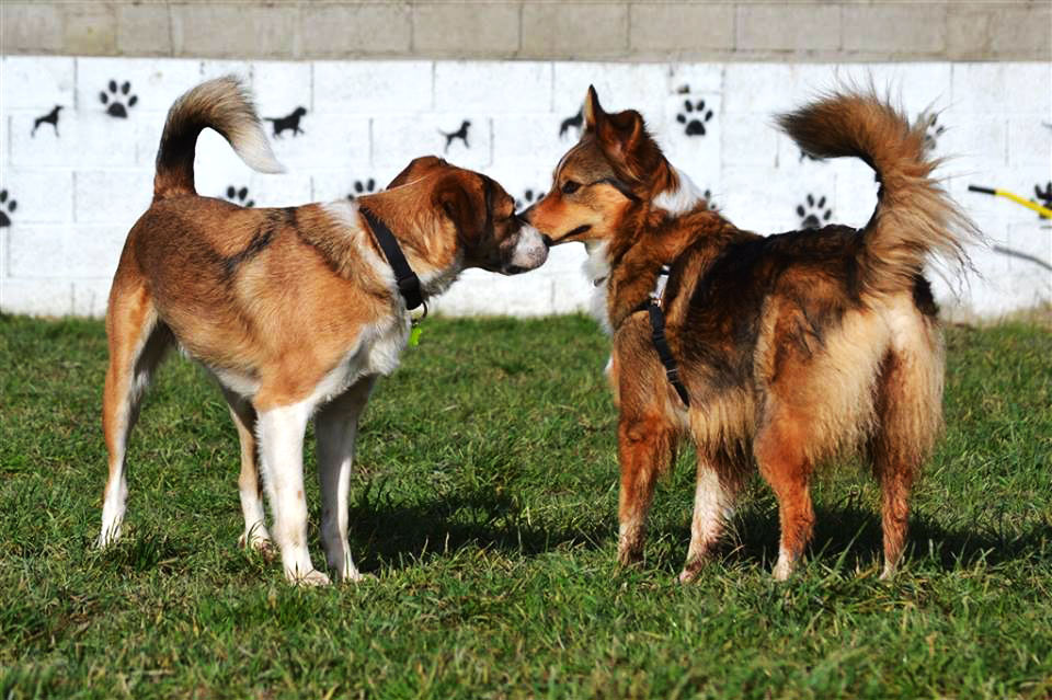 éducation canine