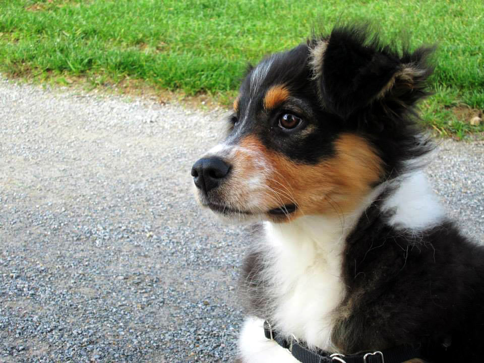 éducation canine