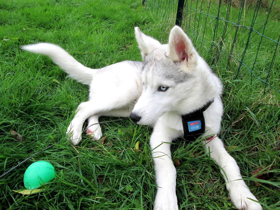 éducation canine