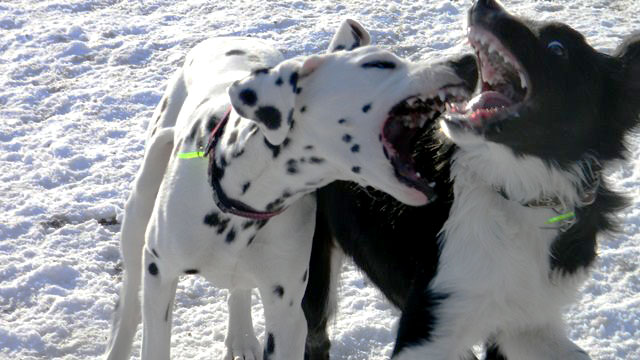éducation canine