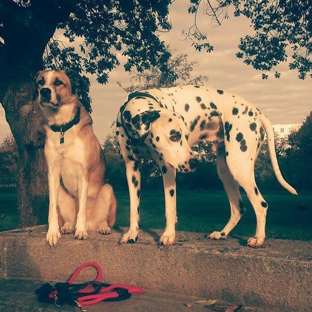 éducation canine