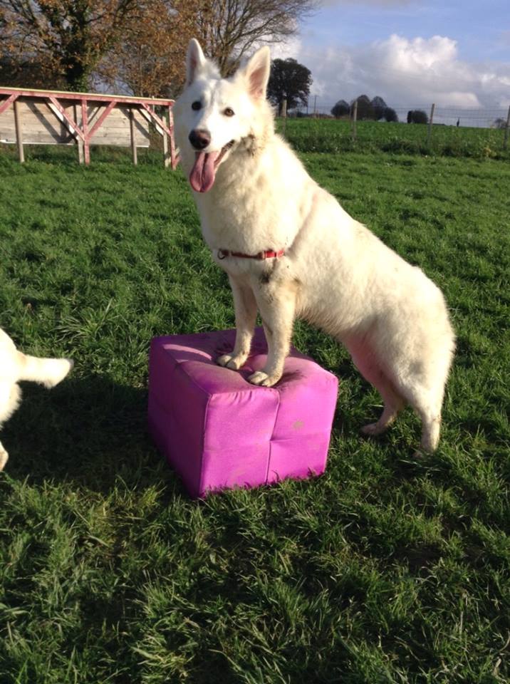 éducation canine