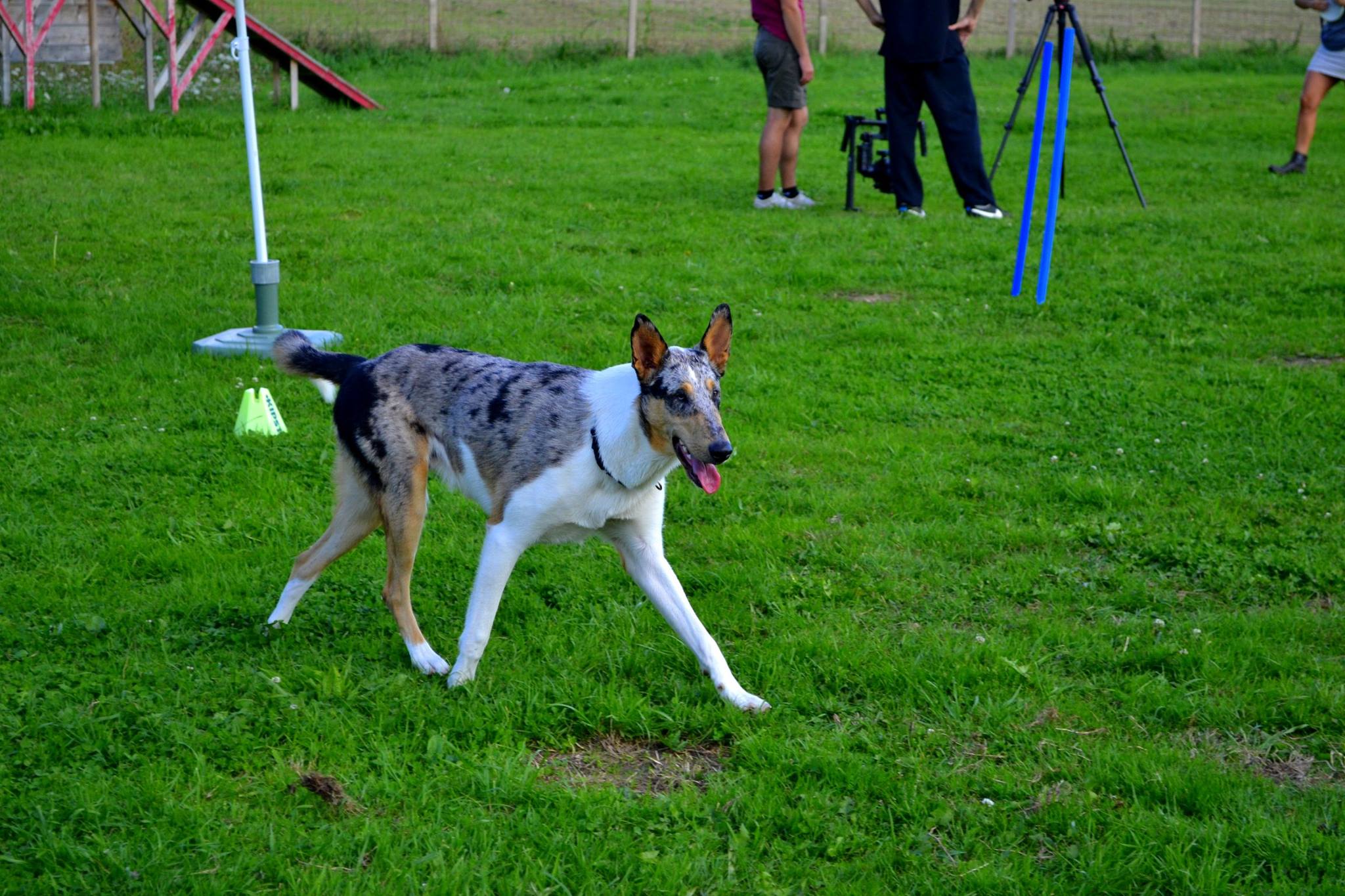 éducation canine