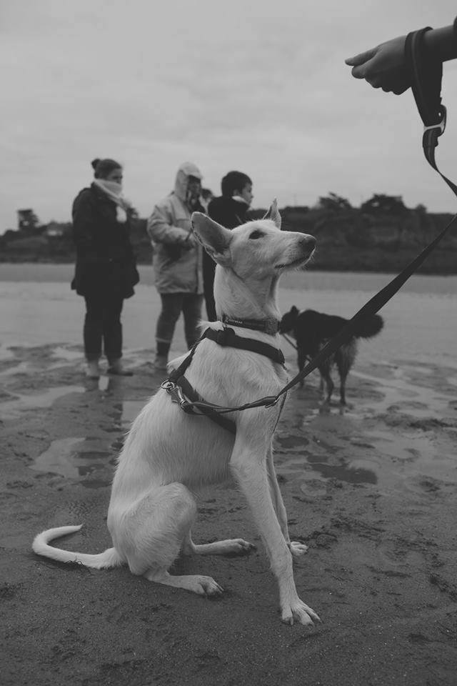 éducation canine