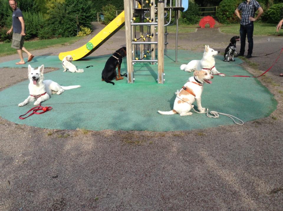 éducation canine