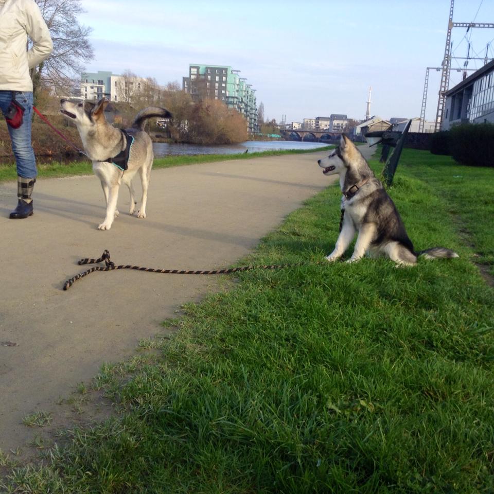 éducation canine