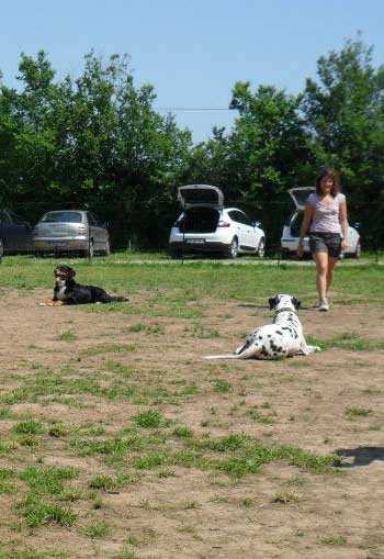 éducation canine