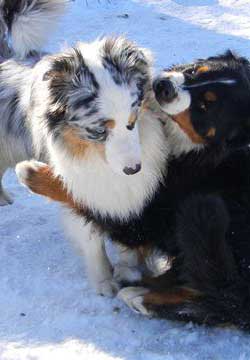 éducation canine