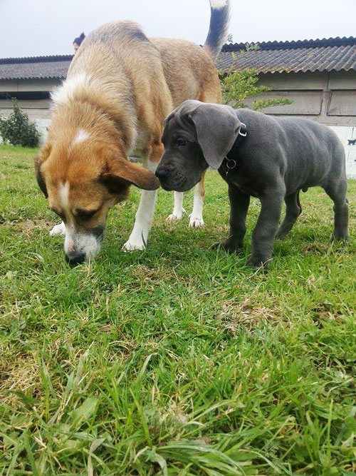 éducation canine