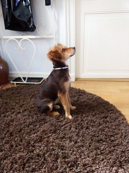 éducation canine
