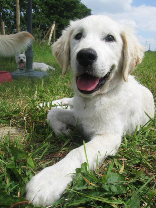 éducation canine