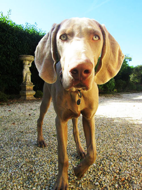éducation canine