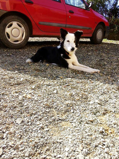 éducation canine