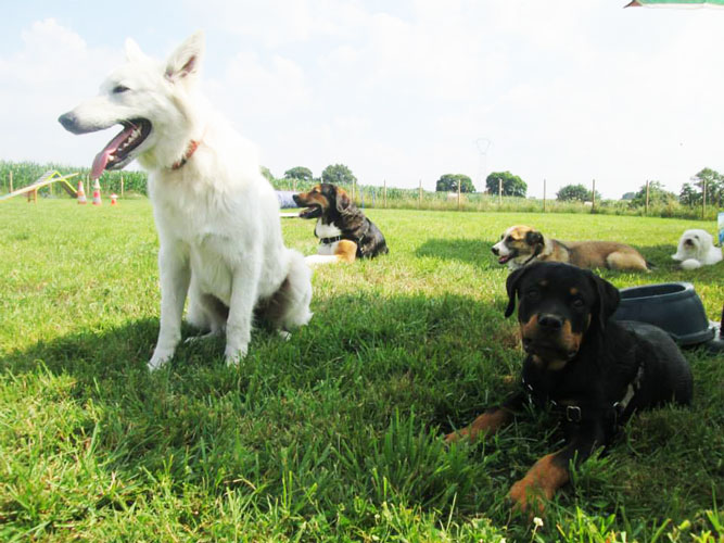 éducation canine